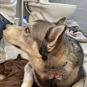 Meet your Posher, Dezi